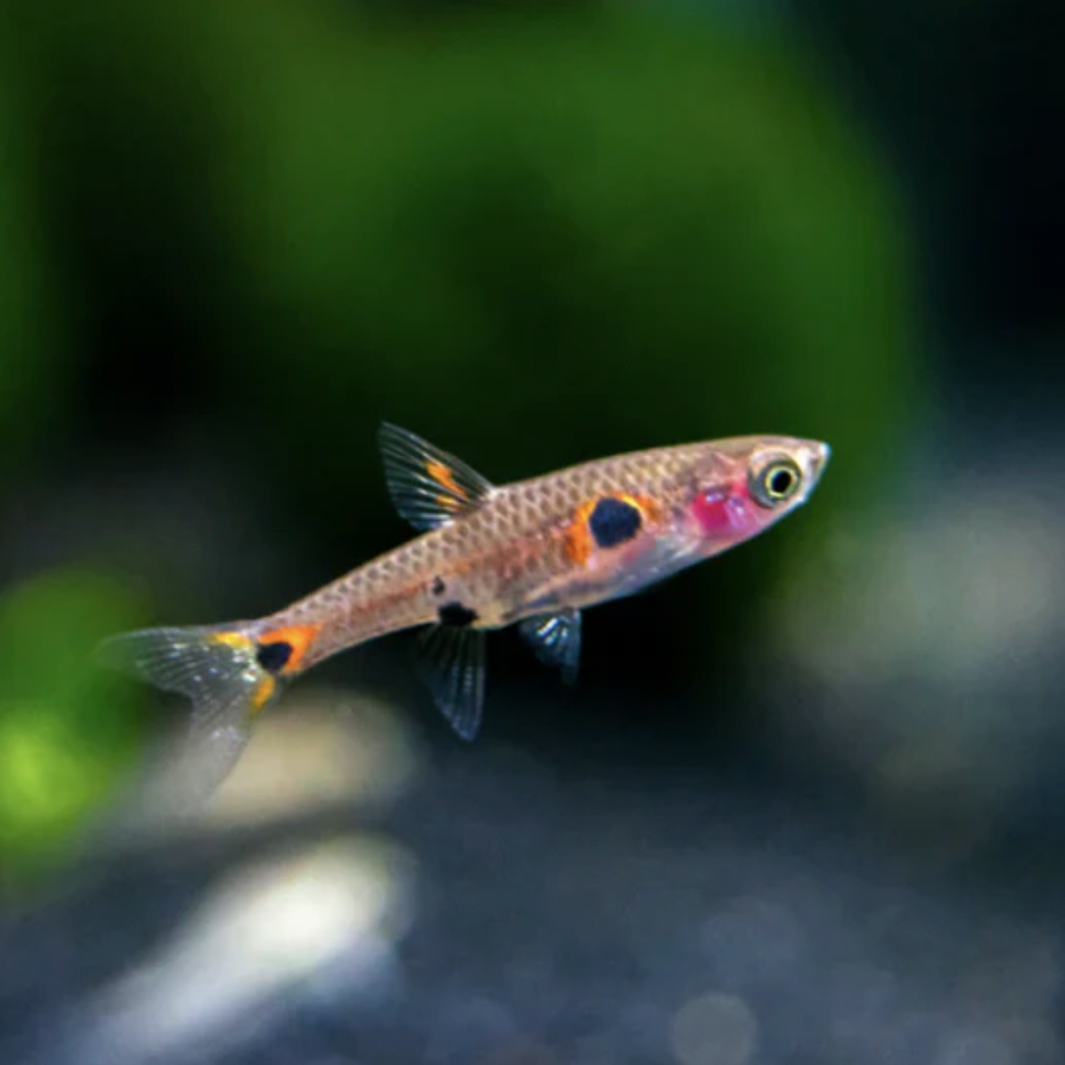 Rasbora - Maculata (Boraras maculatus)