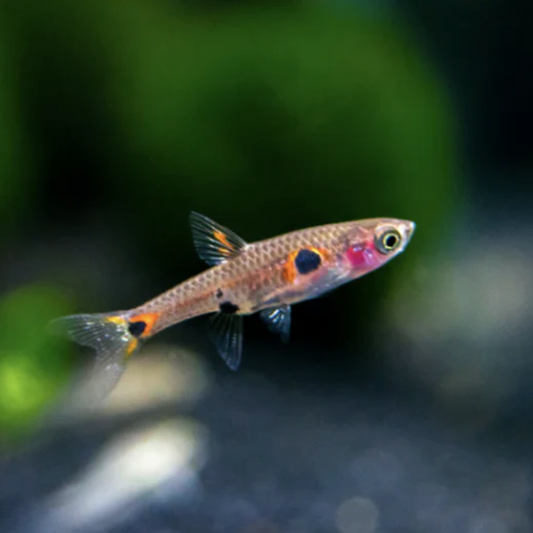 Rasbora - Maculata (Boraras maculatus)