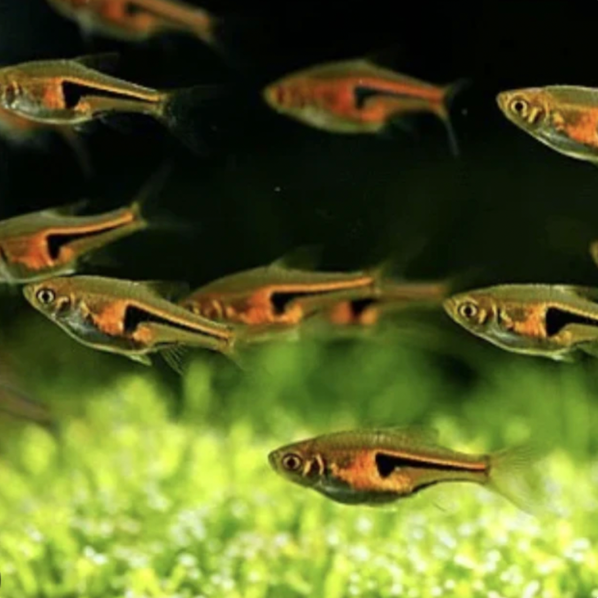 Rasbora - Hengels (Trigonostigma hengeli)