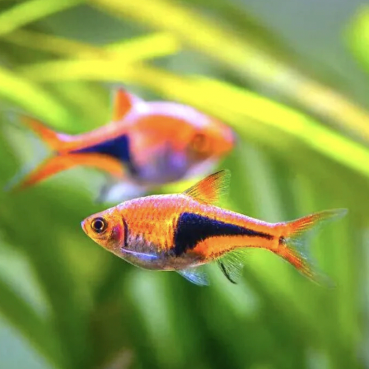Rasbora - Harlequin (Trigonostigma heteromorpha)
