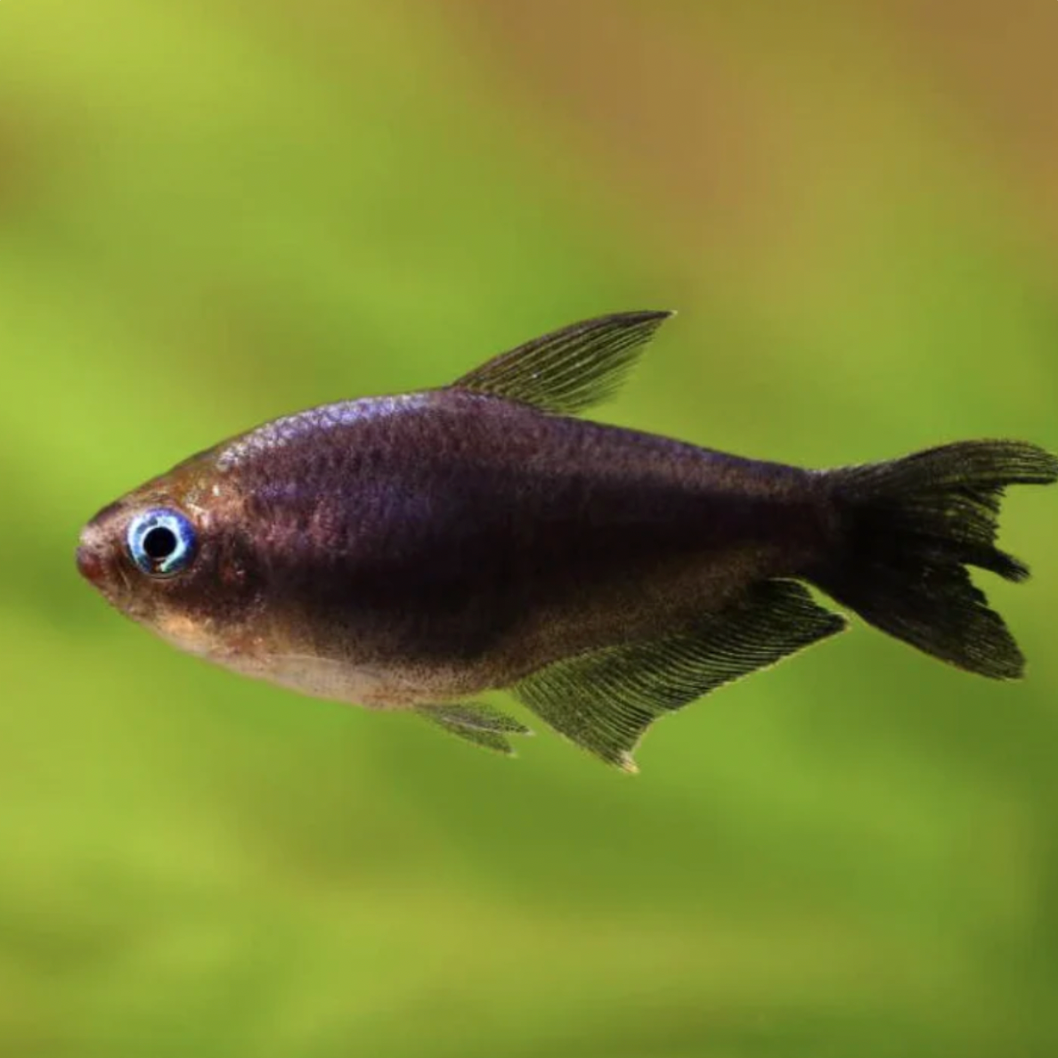 Tetra - Black Emporer (Nematobrycon palmeri)