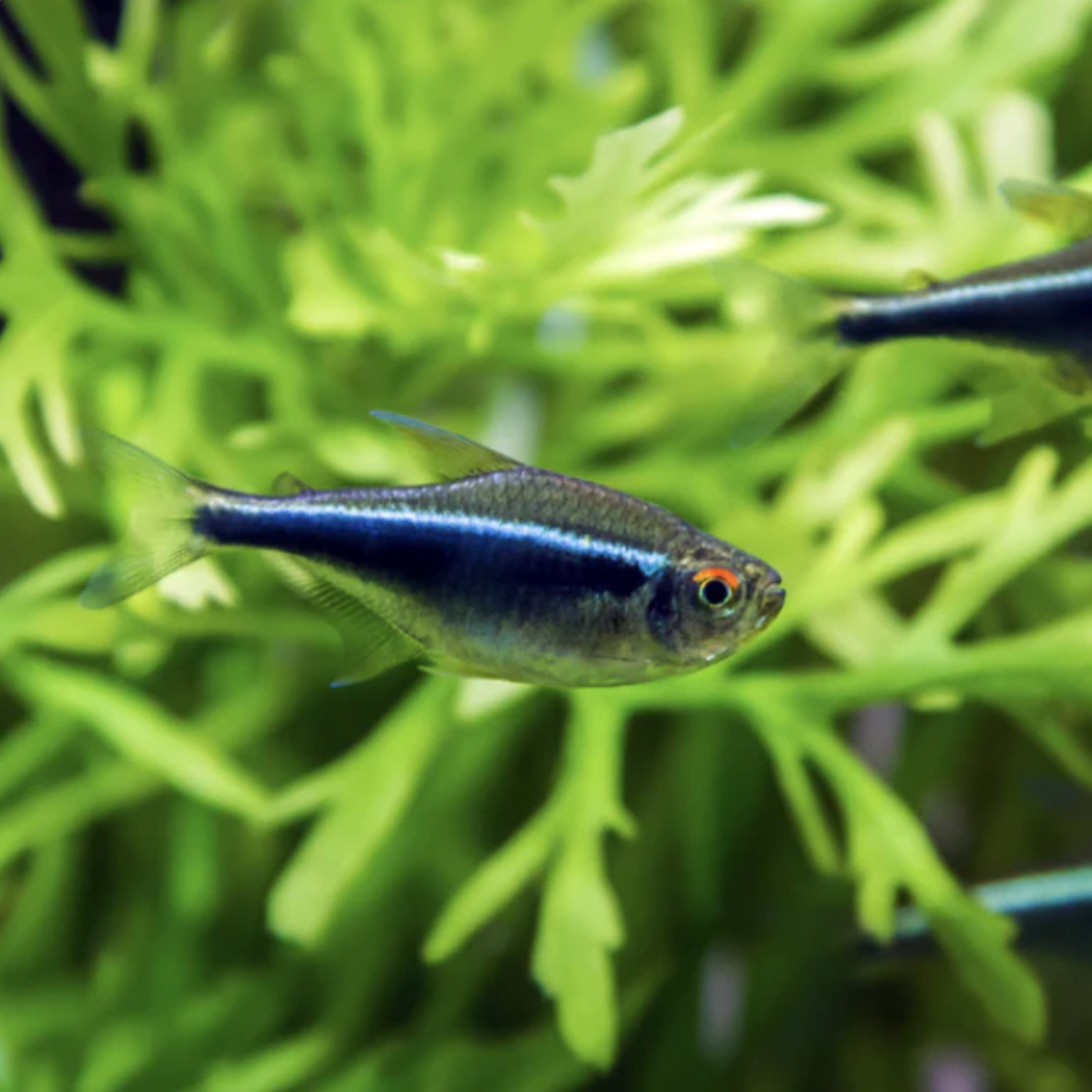 Tetra - Black Neon (Hyphessobrycon herbertaxelrodi)