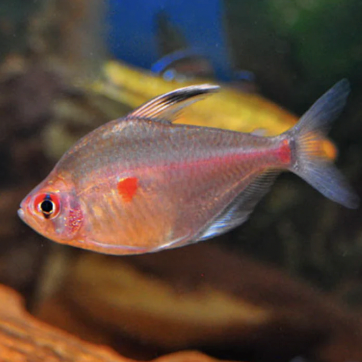 Tetra - Bleeding Heart (Hyphessobrycon erythrostigma)