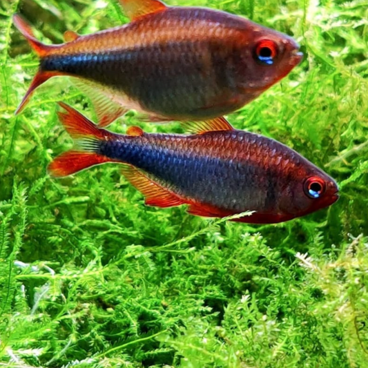 Tetra - Blueberry (Hyphessobrycon wadai)