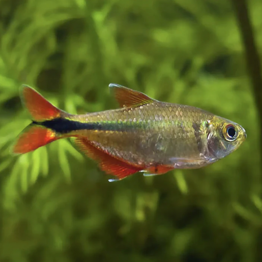 Tetra - Buenos Aires (Hyphessobrycon anisitsi)