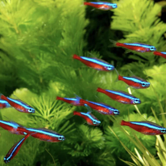 Tetra - Cardinal (Paracheirodon axelrodi)