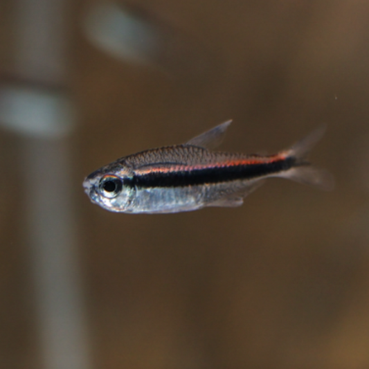 Tetra - Chocolate Neon (Hyphessobrycon vilmae)