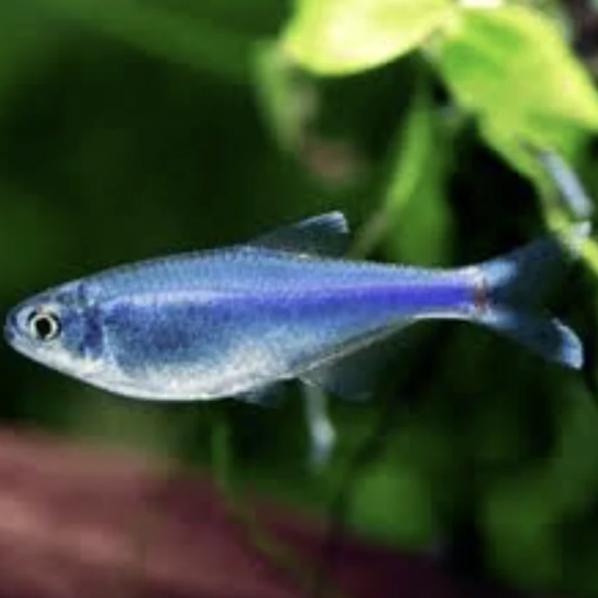 Tetra - Cochus Blue (Boehlkea fredcochui)