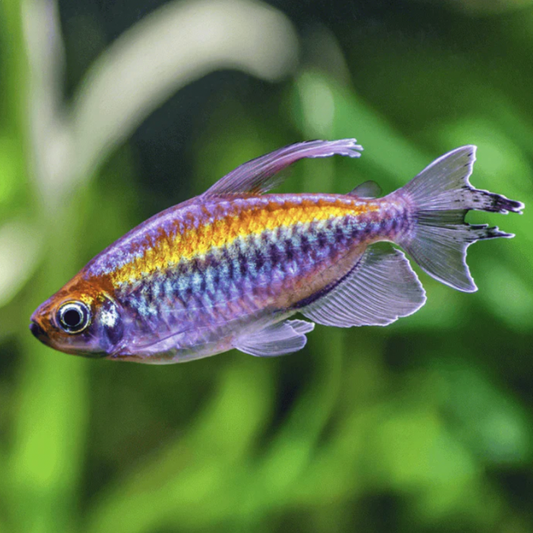 Tetra - Congo (Phenacogrammus interruptus)