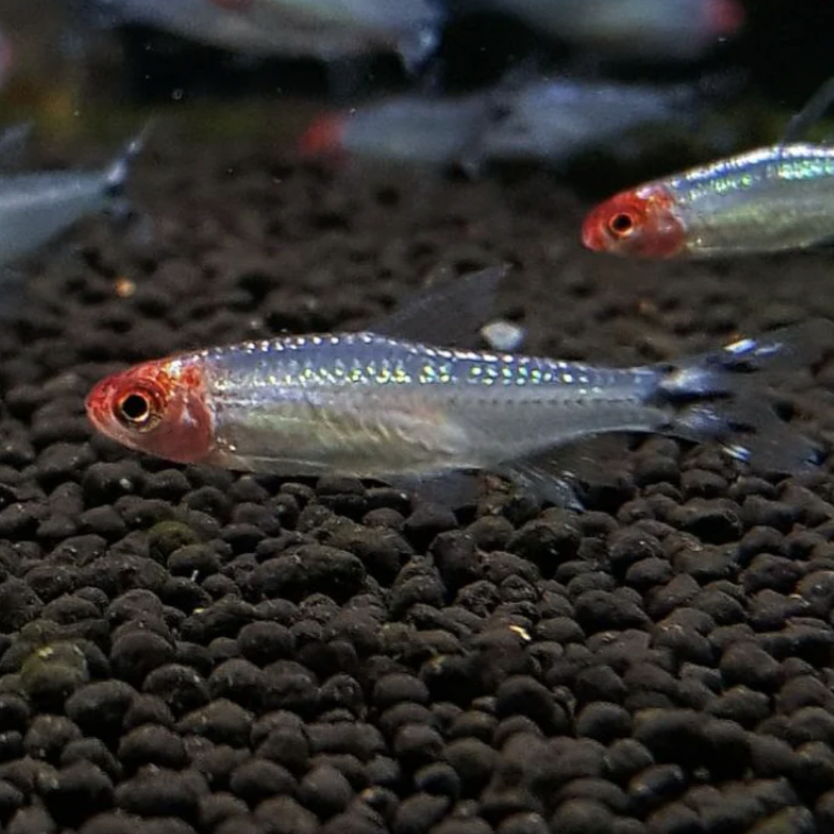Tetra - Diamond Rummy Nose (Hemigrammus rhodostomus)