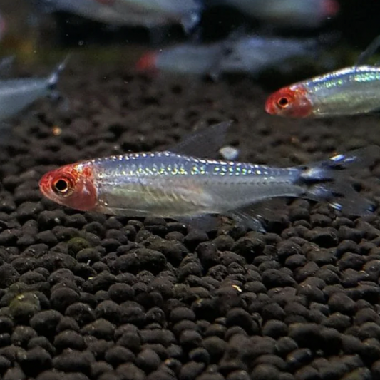 Tetra - Diamond Rummy Nose (Hemigrammus rhodostomus)