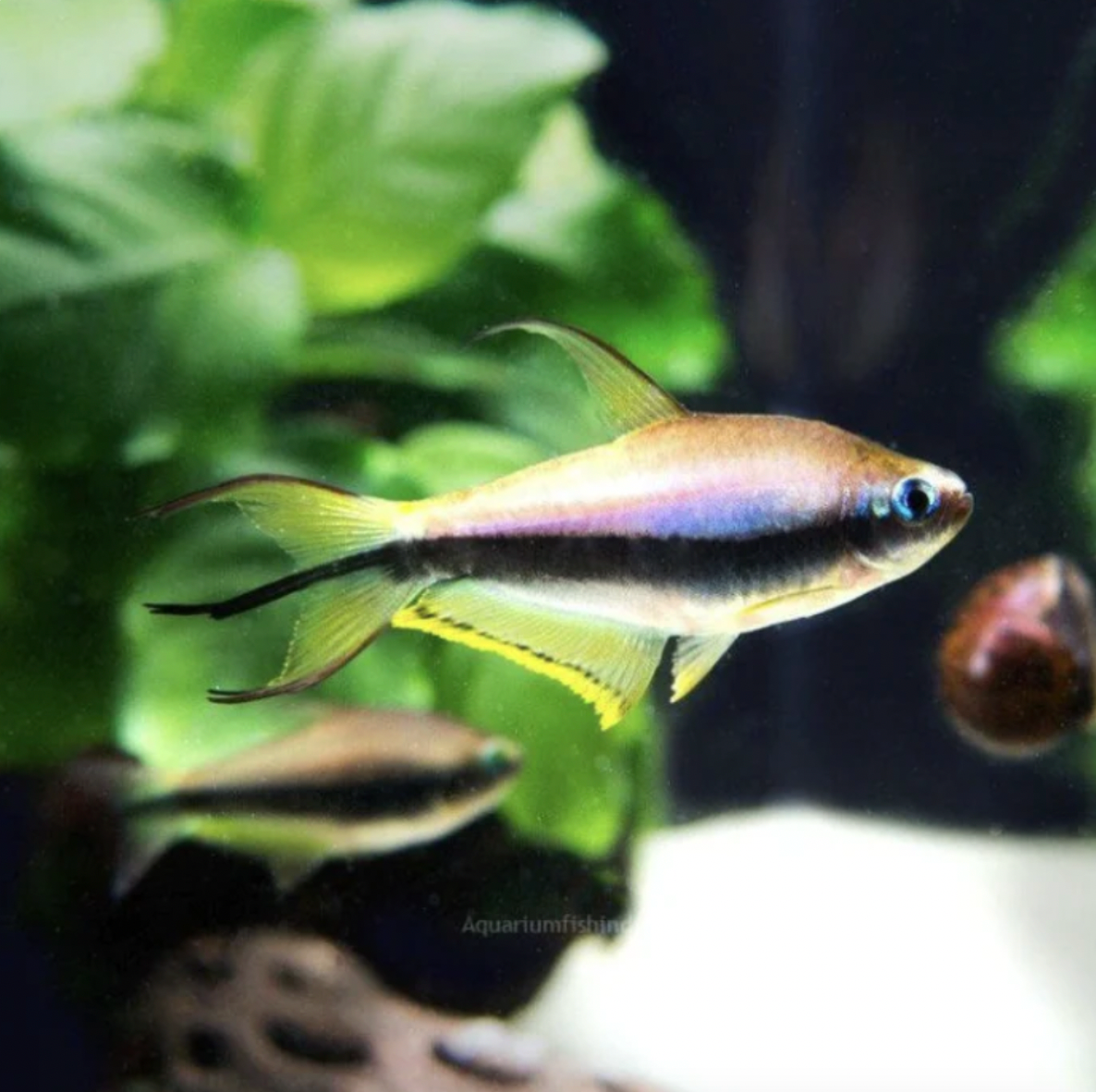 Tetra - Emperor (Nematobrycon palmeri)
