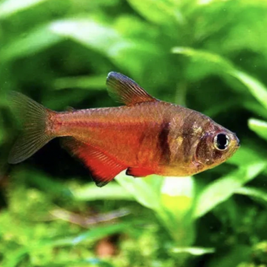 Tetra - Flame (Hyphessobrycon flammeus)