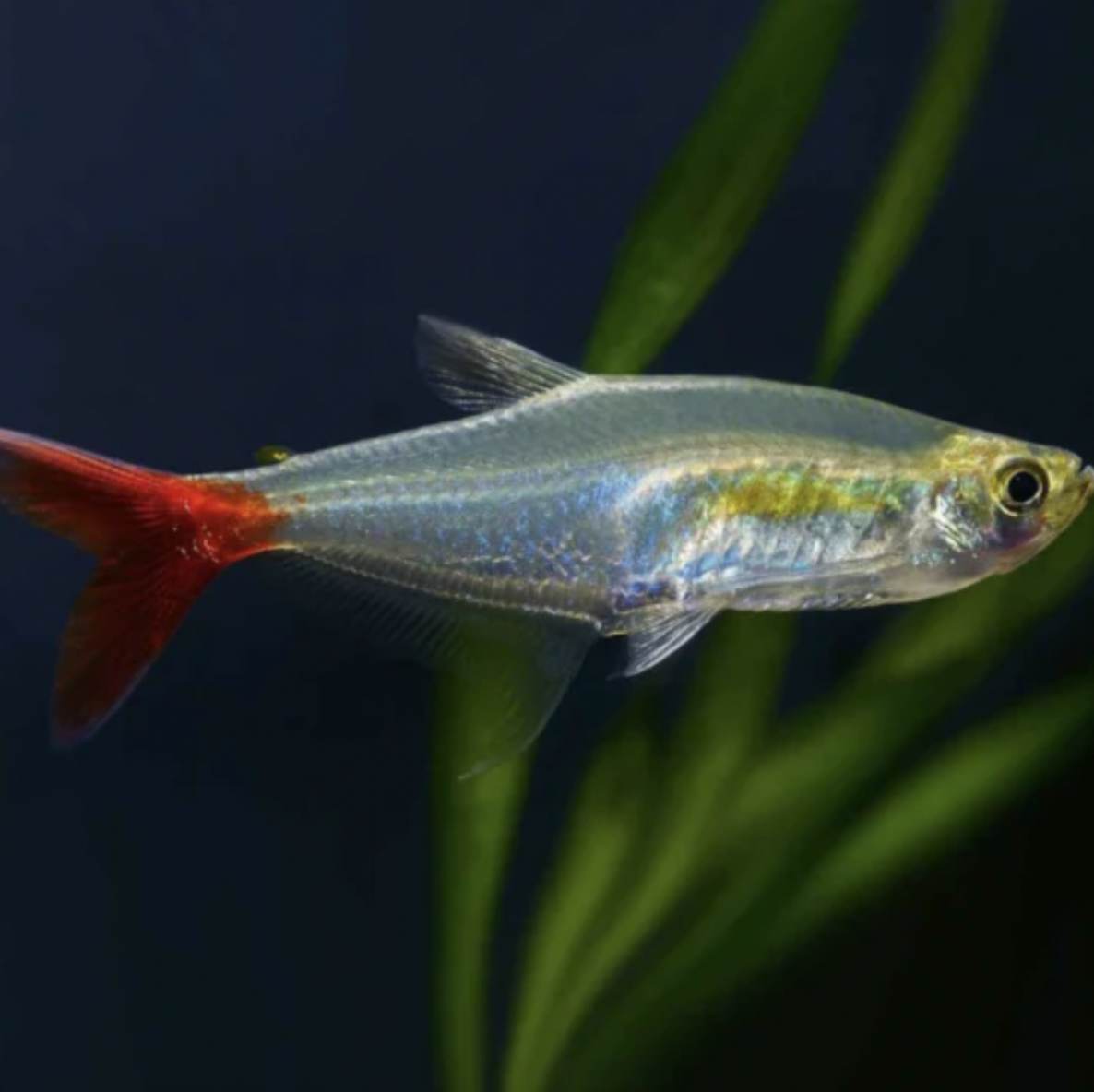 Tetra - Glass Bloodfin (Aphyocharax anisitsi)