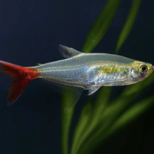 Tetra - Glass Bloodfin (Aphyocharax anisitsi)