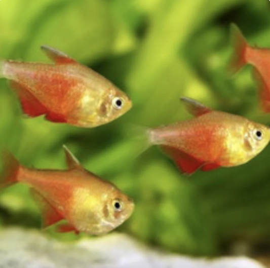 Tetra - Golden Flame (Hyphessobrycon flammeus)