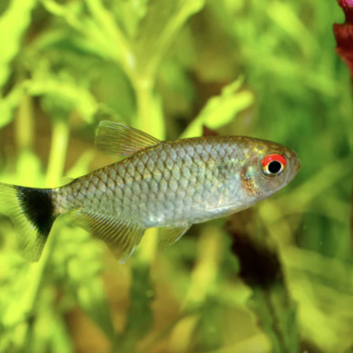 Tetra - Lamp Eye (Moenkhausia sanctaefilomenae)