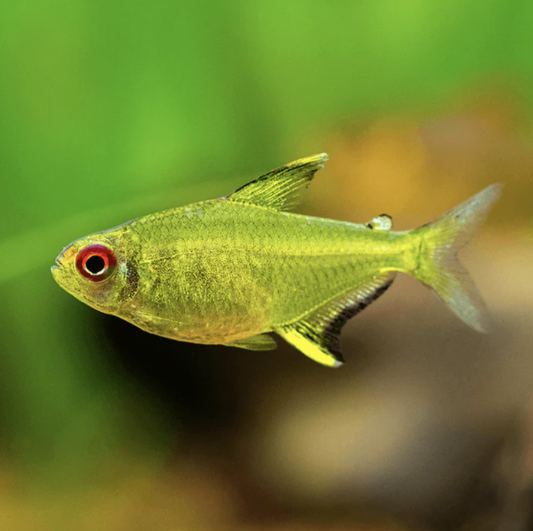 Tetra - Lemon (Hyphessobrycon pulchripinnis)