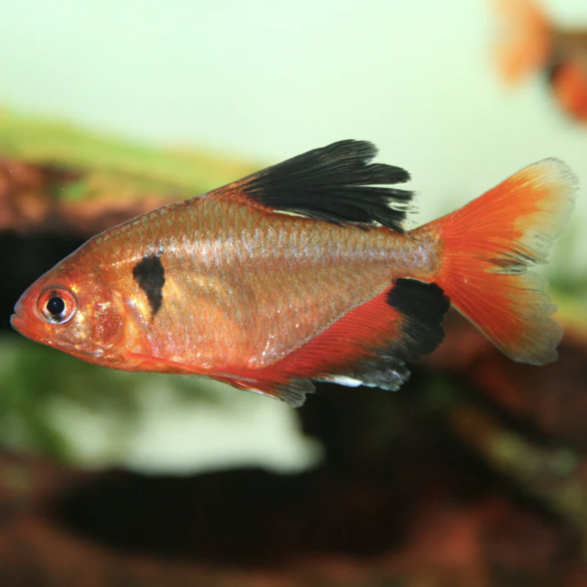 Tetra - Longfin Serpae (Hyphessobrycon eques)