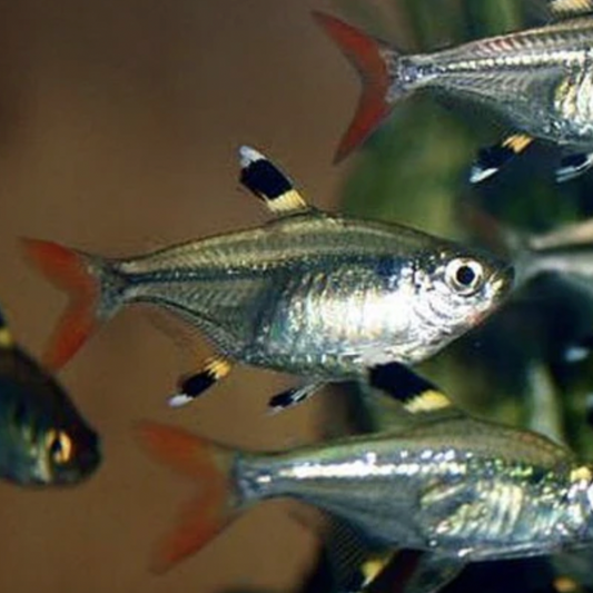 Tetra - Pristella (Pristella maxillaris)