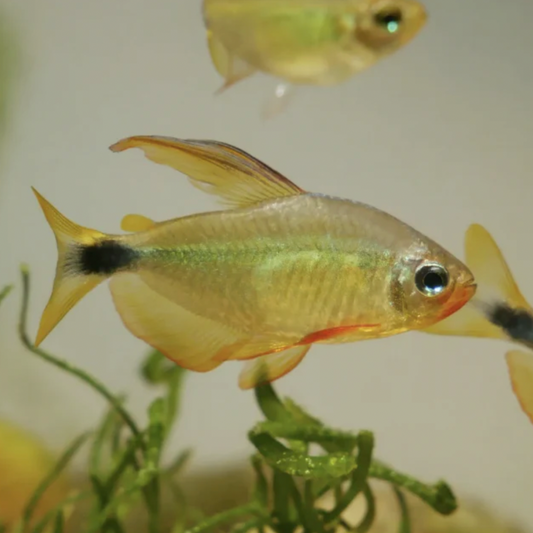 Tetra - Raccoon (Hyphessobrycon procyon)