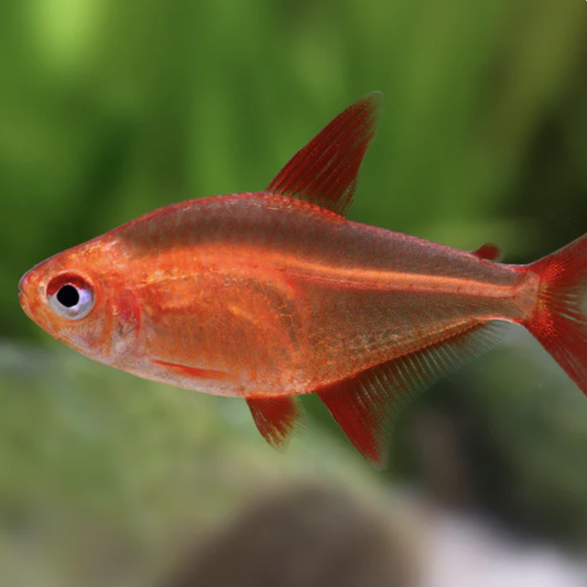 Tetra - Red Cherry Mzuel (Hyphessobrycon sp "Muzel")