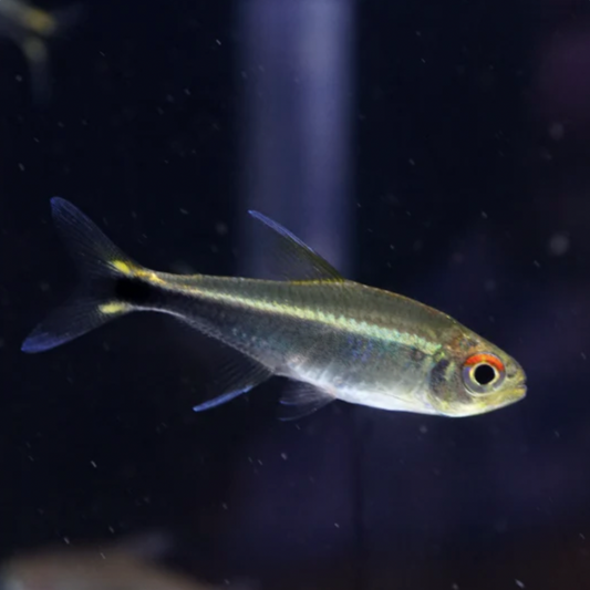 Tetra - Rio Metae Purple Tetra (Hyphessobrycon metae)