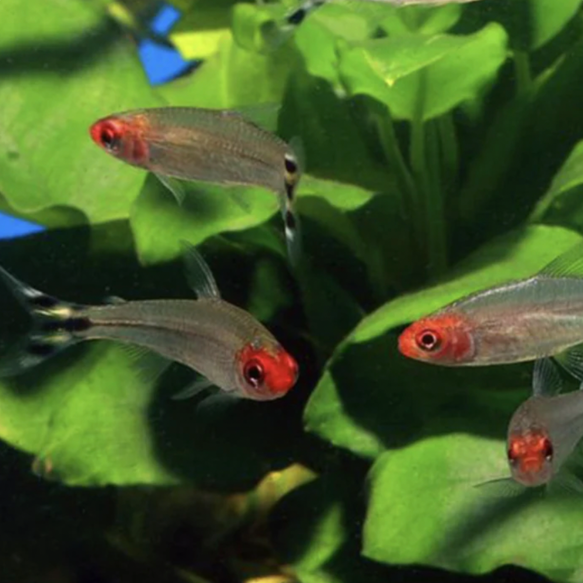 Tetra - Rummy Nose (Hemigrammus rhodostomus)