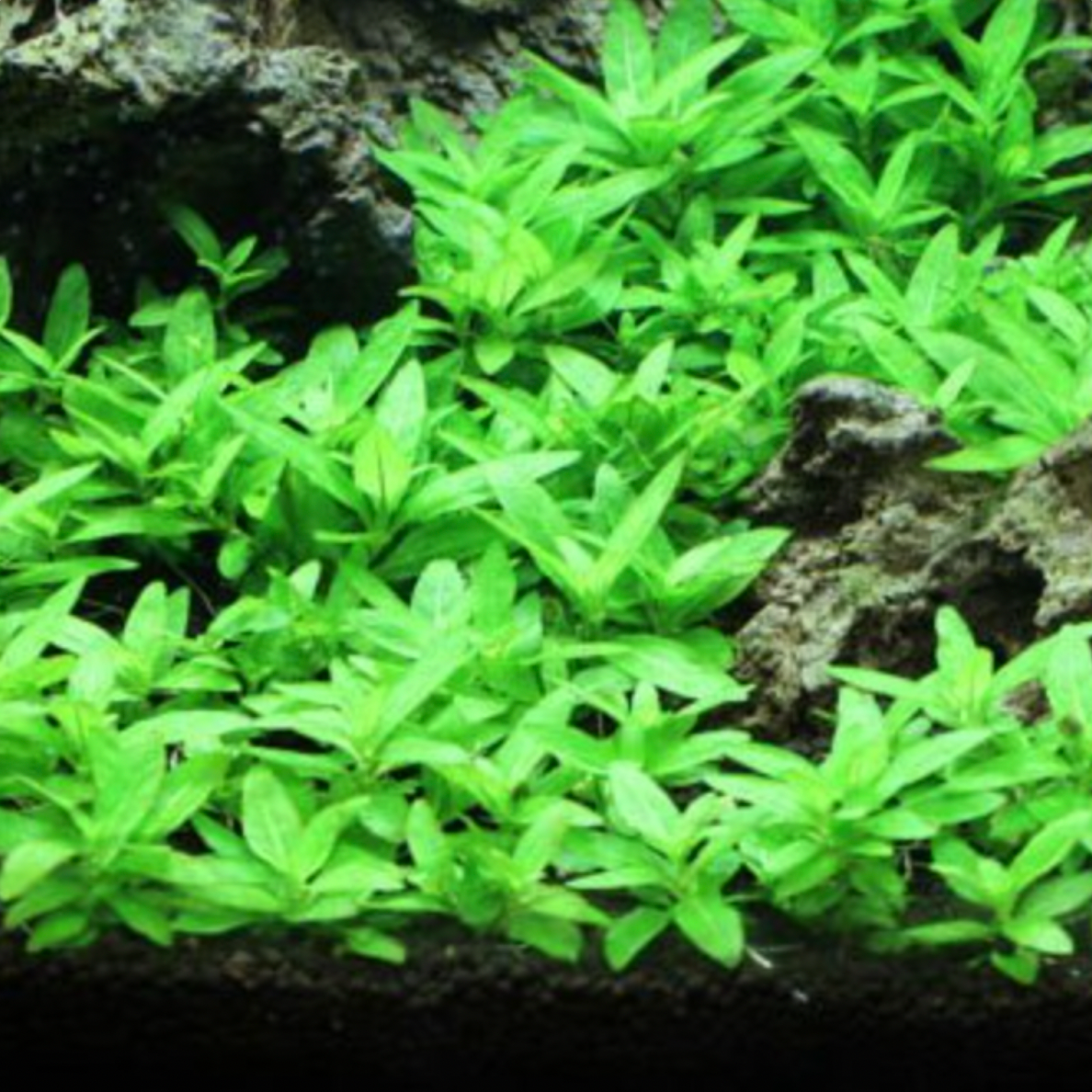 Staurogyne Repens - Tissue Culture (Staurogyne repens)