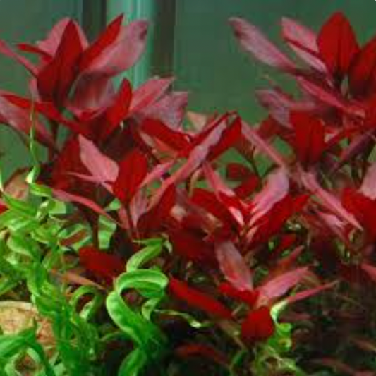Ludwigia Glandulosa - Tissue Culture (Ludwigia glandulosa)