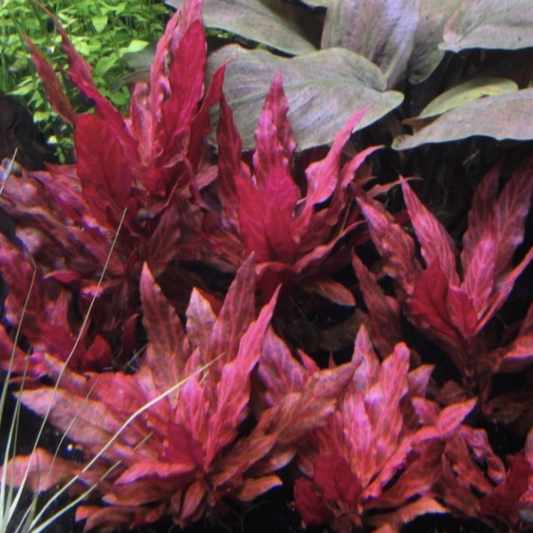 Alternanthera Rosenvernig - Tissue Culture (Alternanthera rosenervig)