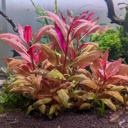 Alternanthera Reineckii - Tissue Culture (Alternanthera reineckii)