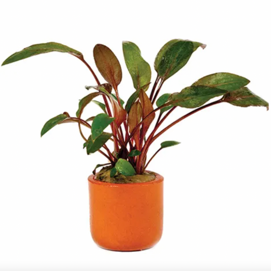Crypt. Brown Wendtii