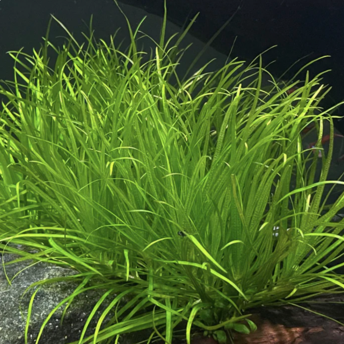 Blyxa Japonica (Bunch)