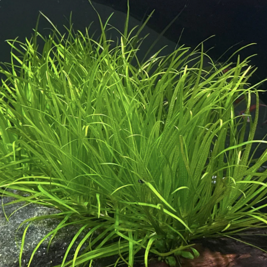 Blyxa Japonica (Bunch)