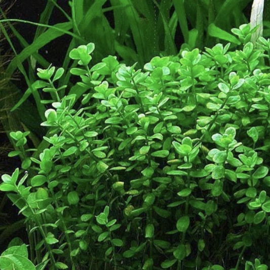 Bacopa Monnieri (Bunch)