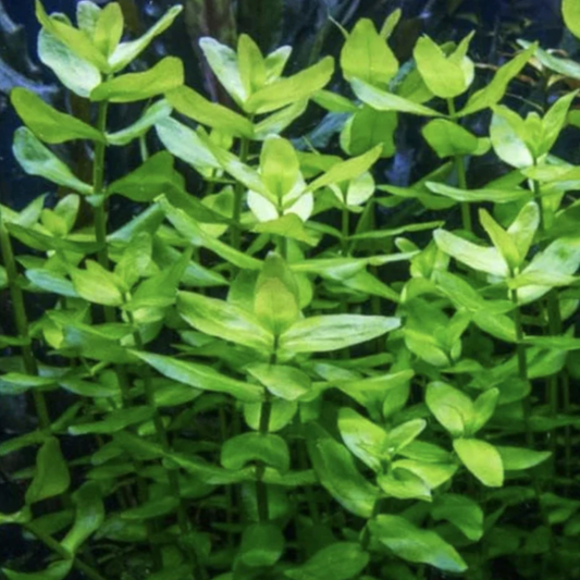 Bacopa Japan (Bunch)