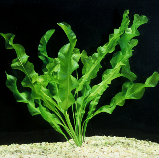 Aponogeton ulvaceus