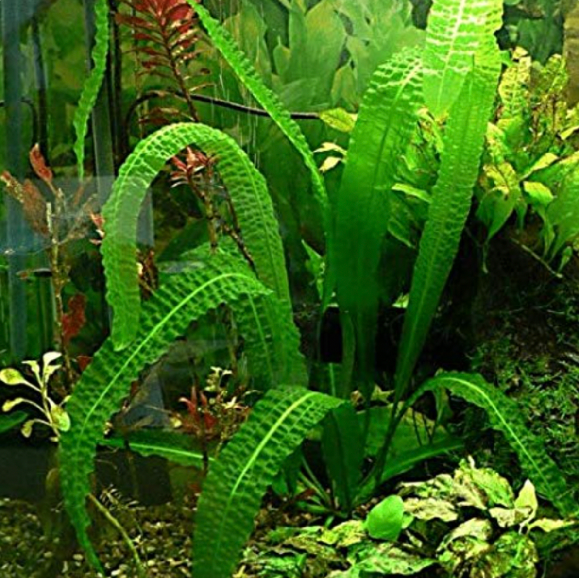 Aponogeton boivinianus