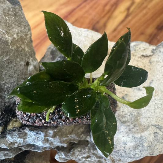 Anubias Pangolino