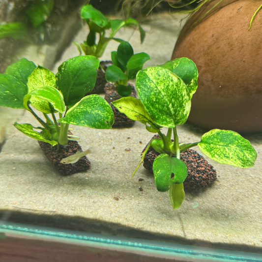Anubias Nana 'Pinto'
