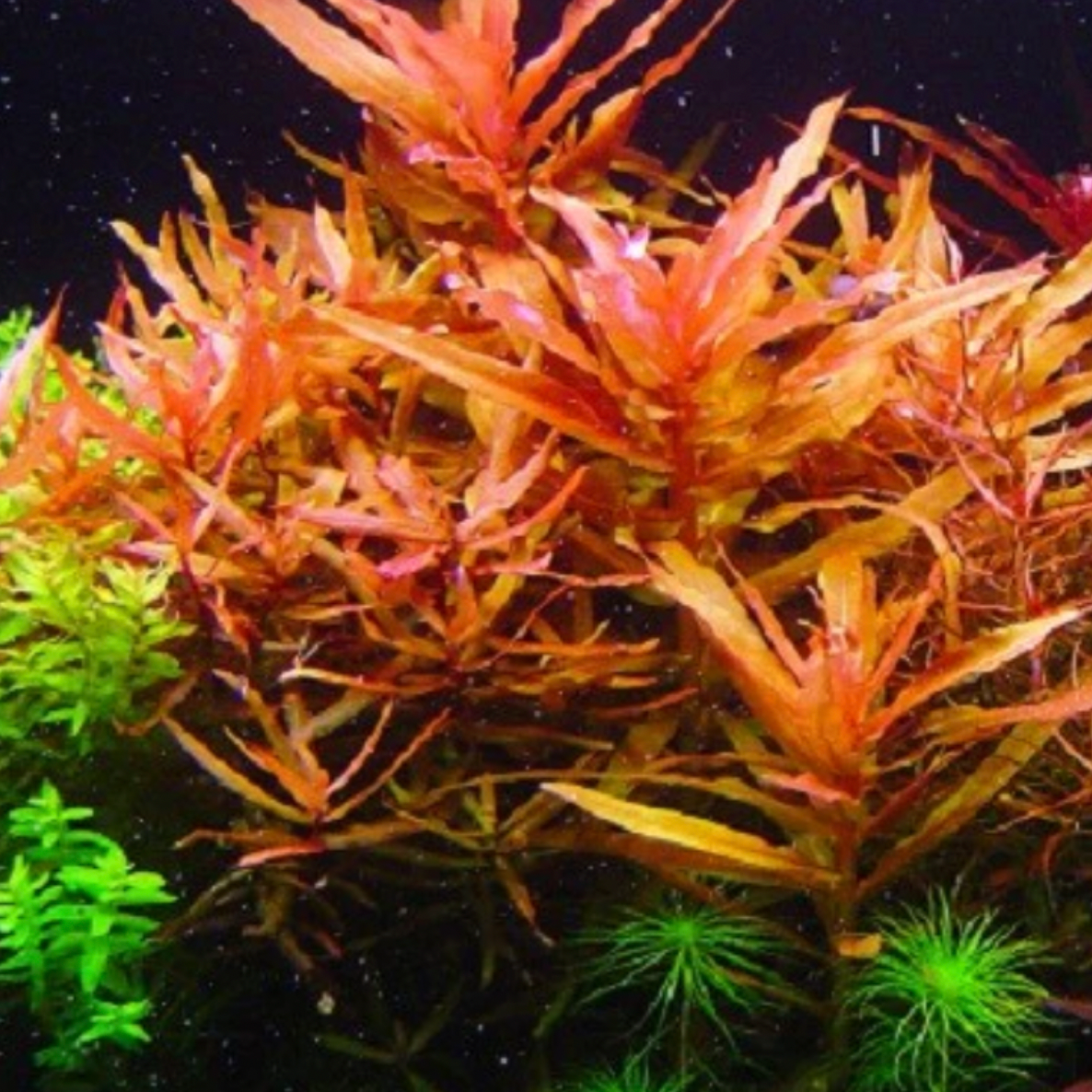 Ammania Senegalensis (Bunch)