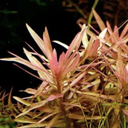 Ammania Gracilis (Bunch)