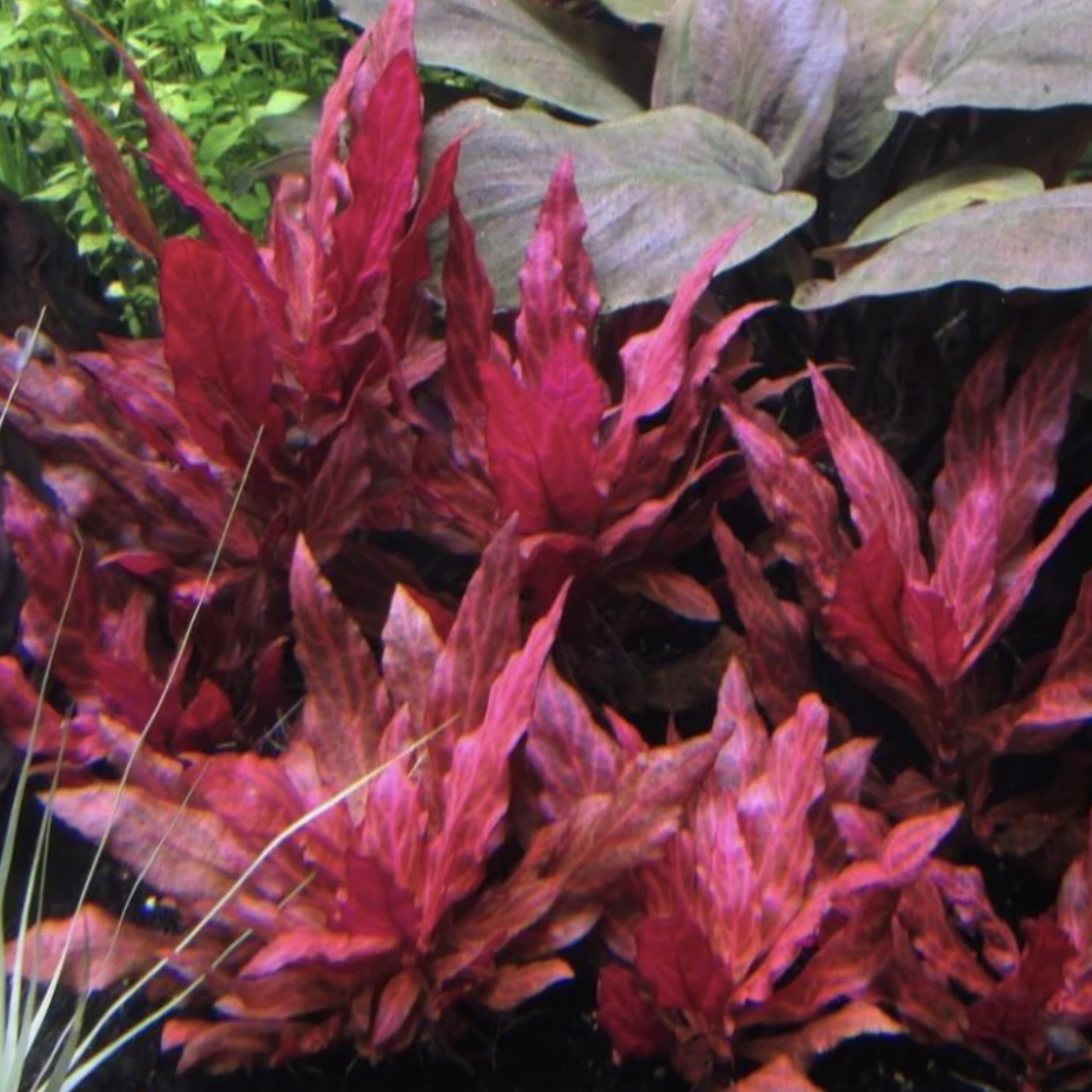 Alternanthera Rosanervig (Single Stem)