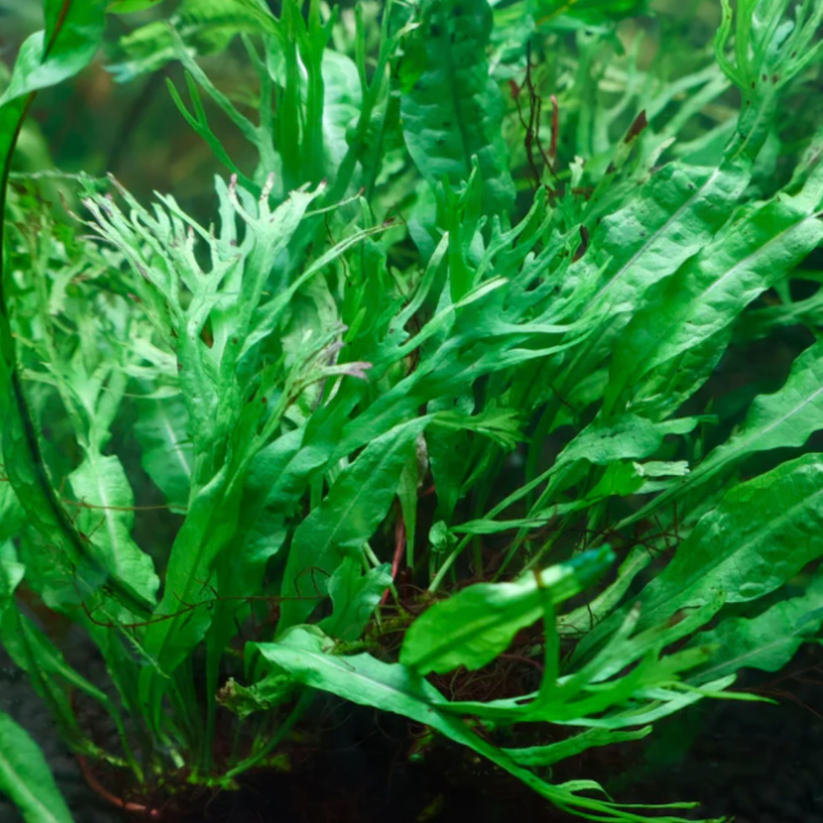 Java Fern - Crested (Microsorum pteropus Windelov)