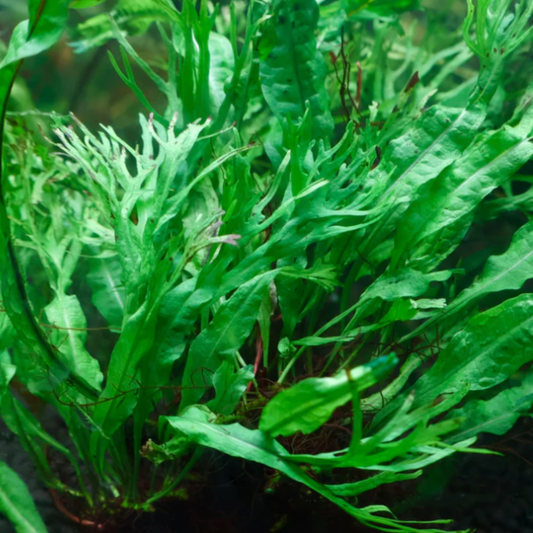 Java Fern - Crested (Microsorum pteropus Windelov)