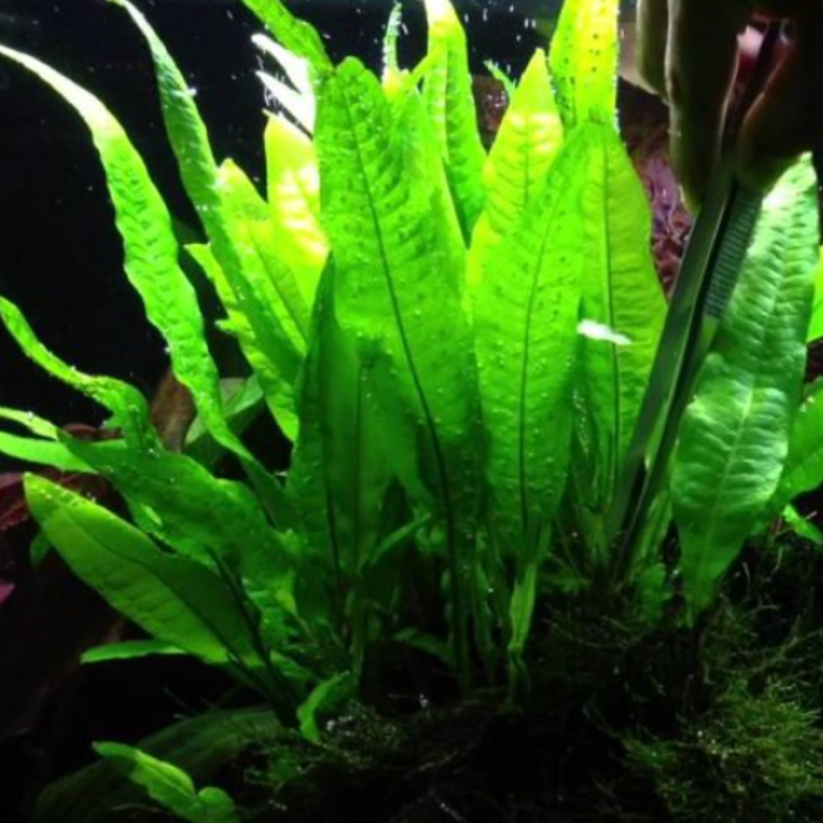 Java Fern (Microsorum pteropus)