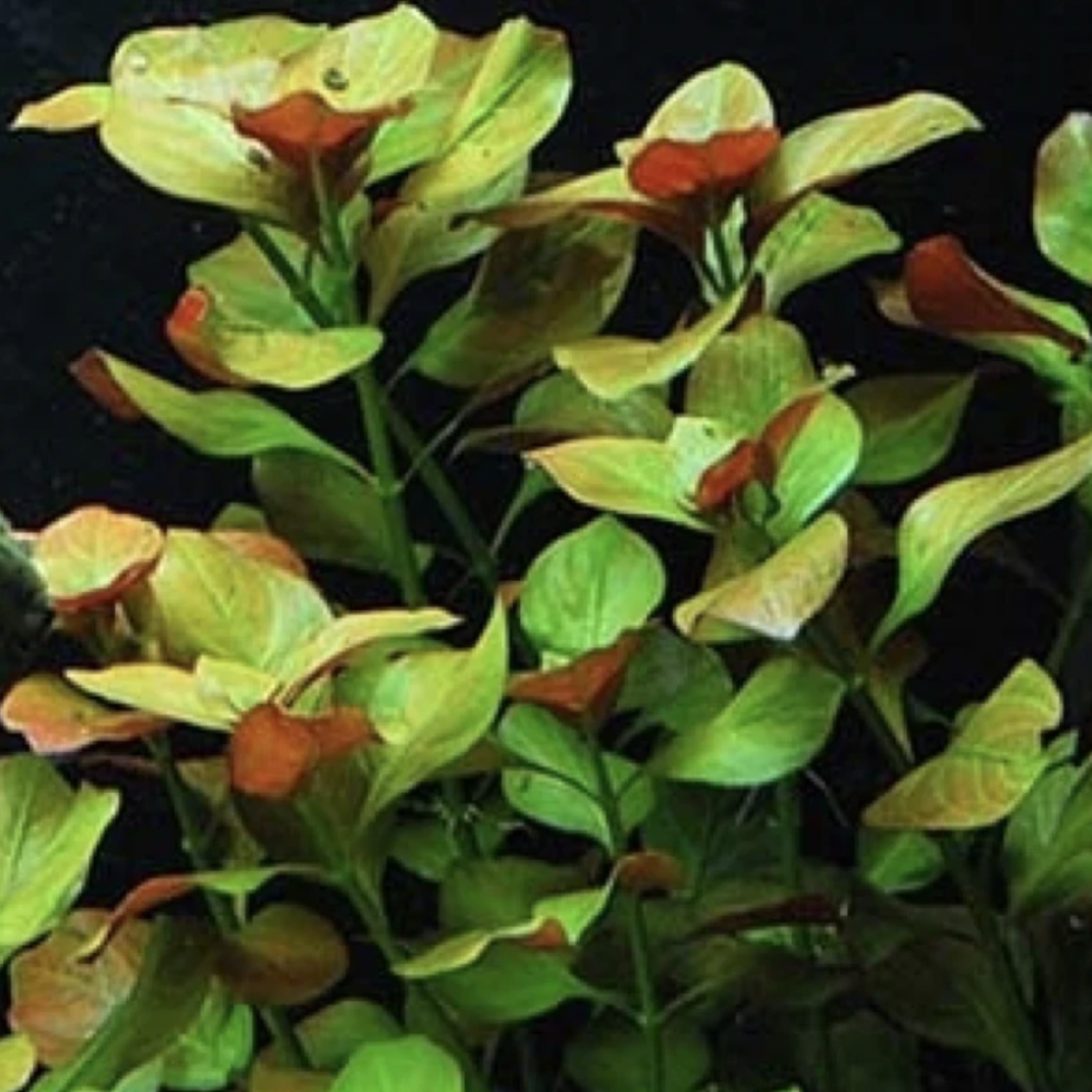 Ludwigia Natans (Bunch)