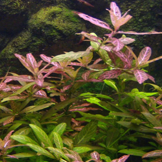 Hygrophila polysperma 'Rosanervig' (Bunch)