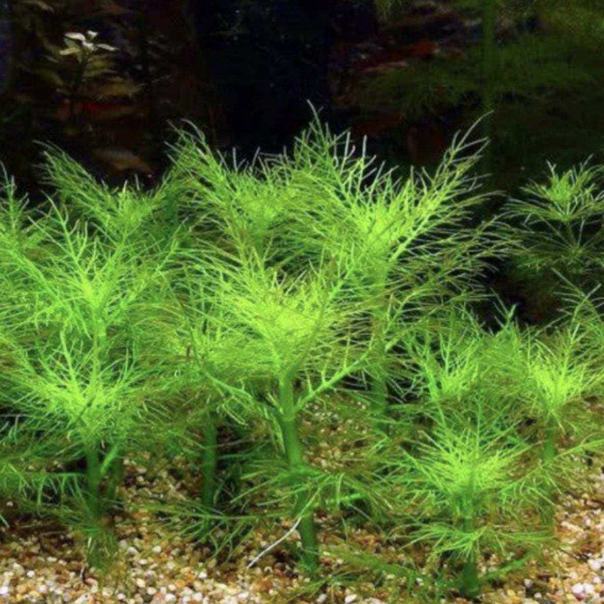Hygrophila Balsamica (Bunch)